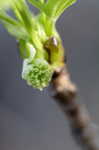 Sweetgum